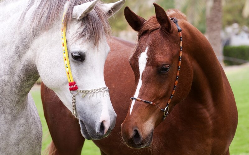 Two Horses Standing — Brown, Calm, Afternoon