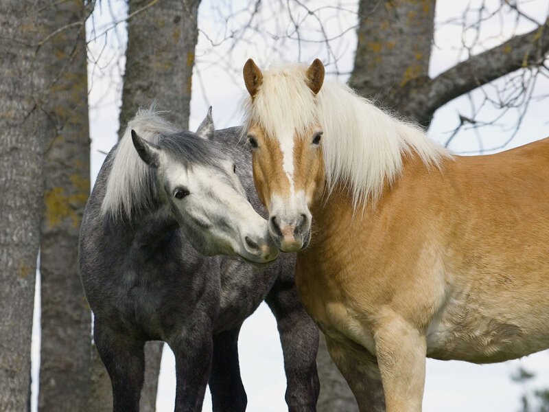 Two Horses Standing — Brown, Calm, Autumn