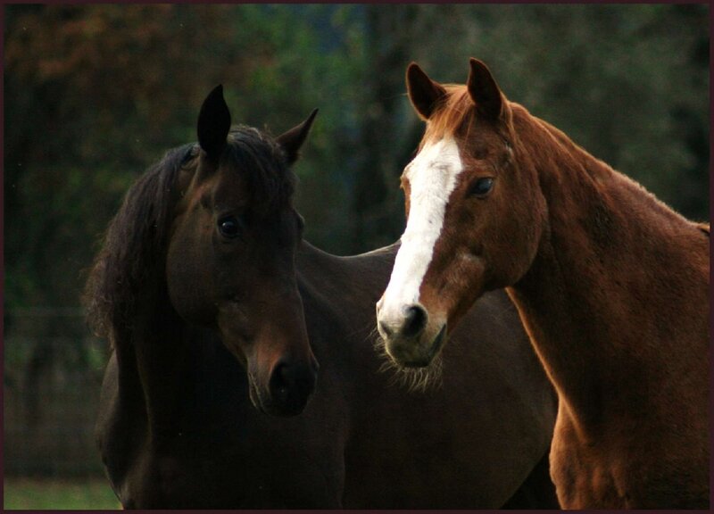Two Horses Standing — Brown, Calm, Photograph
