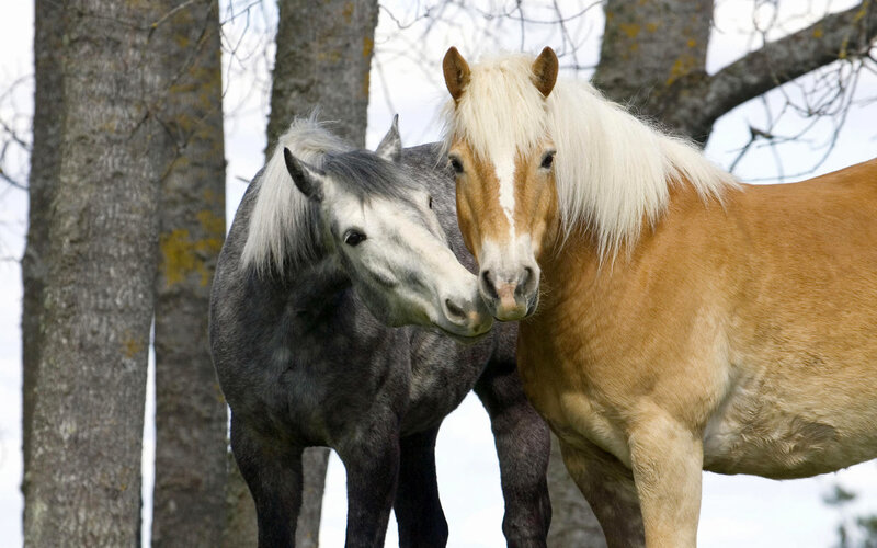 Two Horses Standing — Brown, Calm, Spring, Photograph, Trees