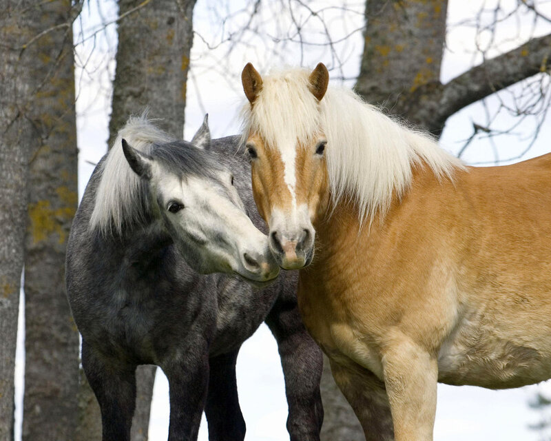 Two Horses Standing — Brown, Calm