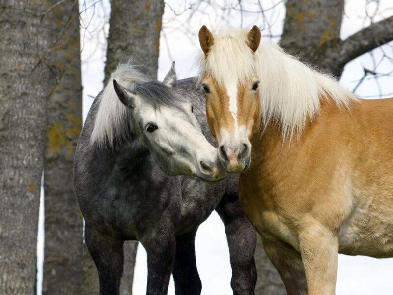 Two Horses Standing — Brown, Calm, Winter, Photograph, Trees