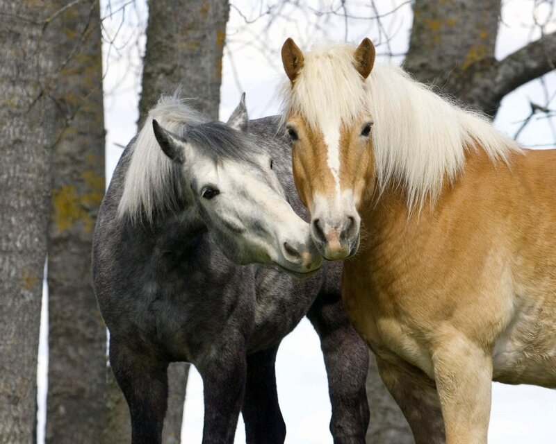 Two Horses Standing — Brown, Calm, Winter