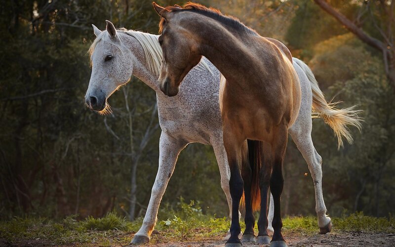 Two Horses Standing — Brown, Serene