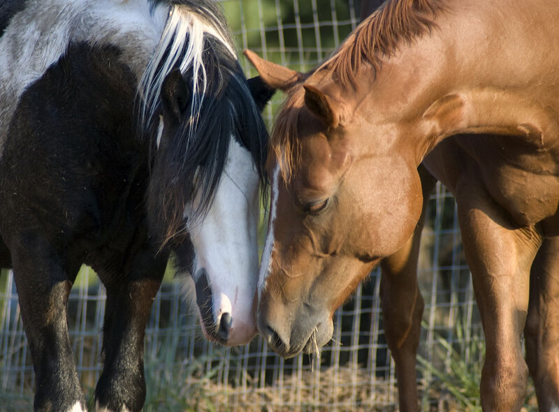 Two Horses Standing — Brown