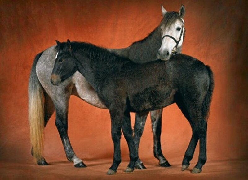 Two Horses Standing — Orange