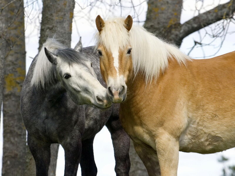 Two Horses Standing