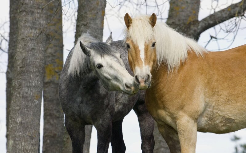 Two horses standing together