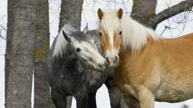 Two horses standing together
