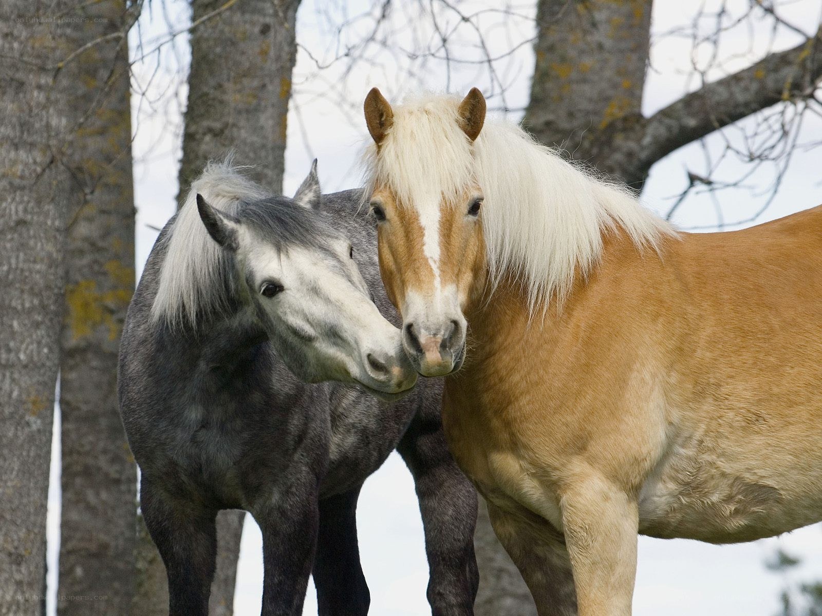 Two horses standing together