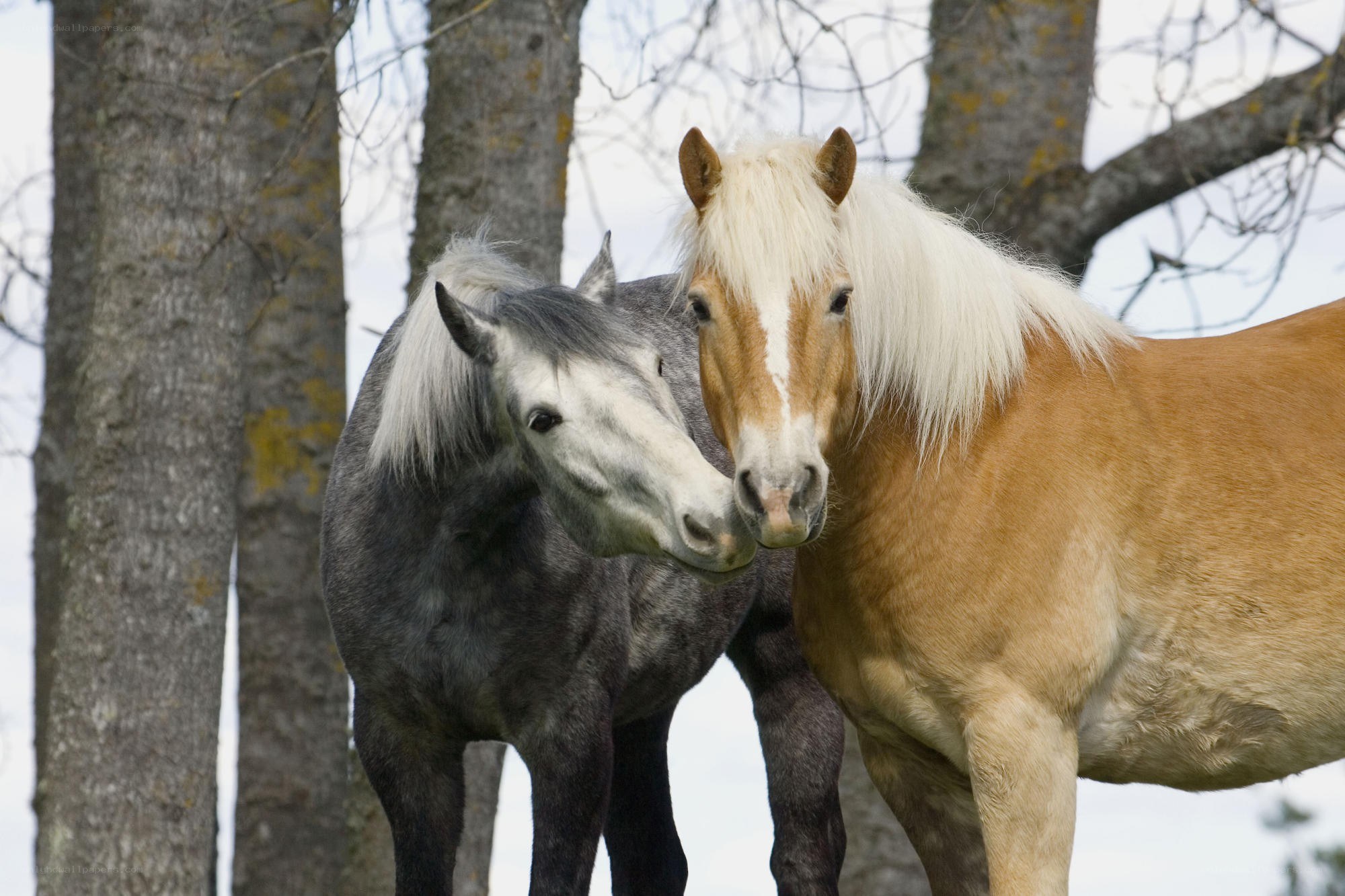 Two horses standing together