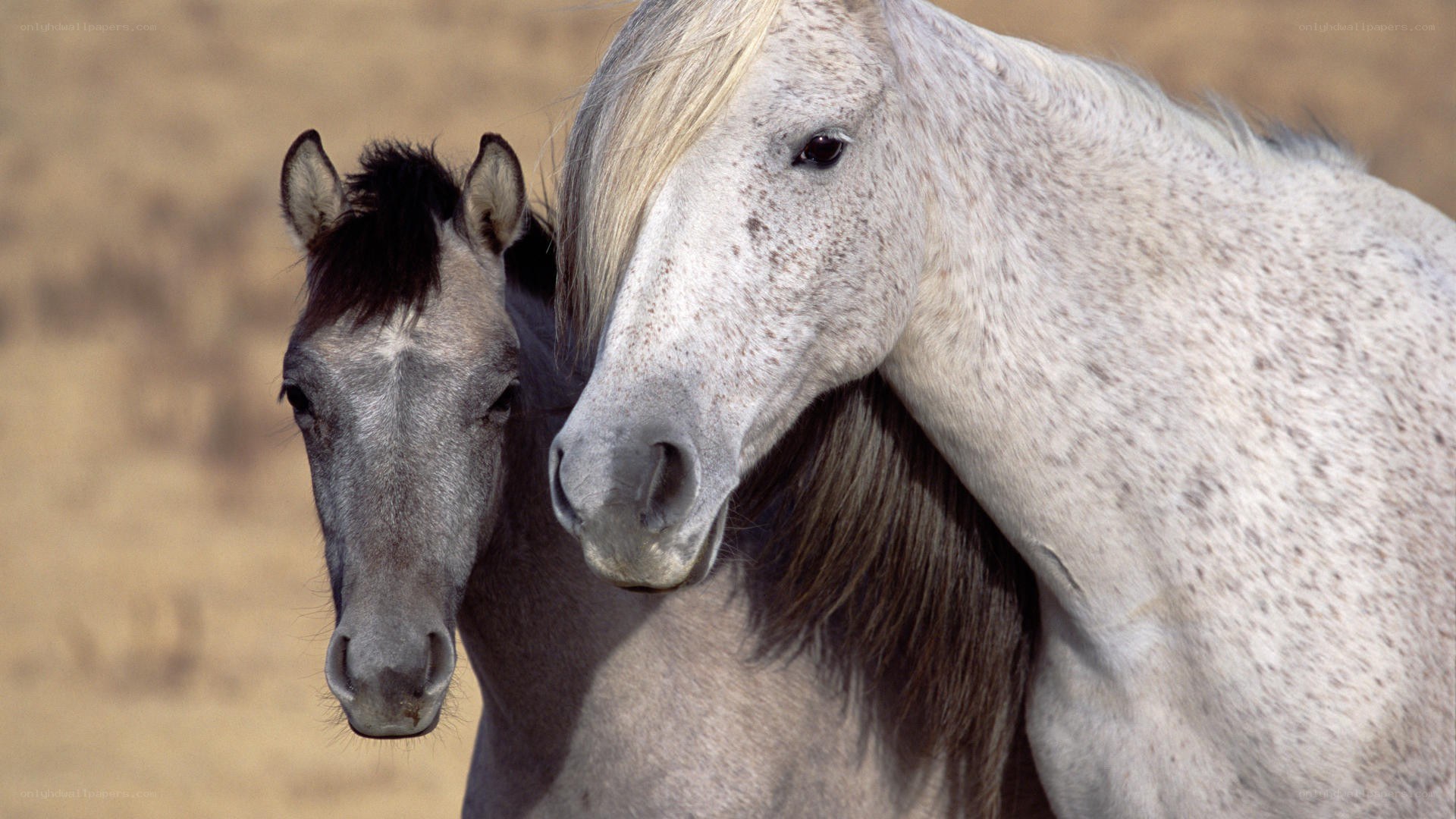 Two horses standing together