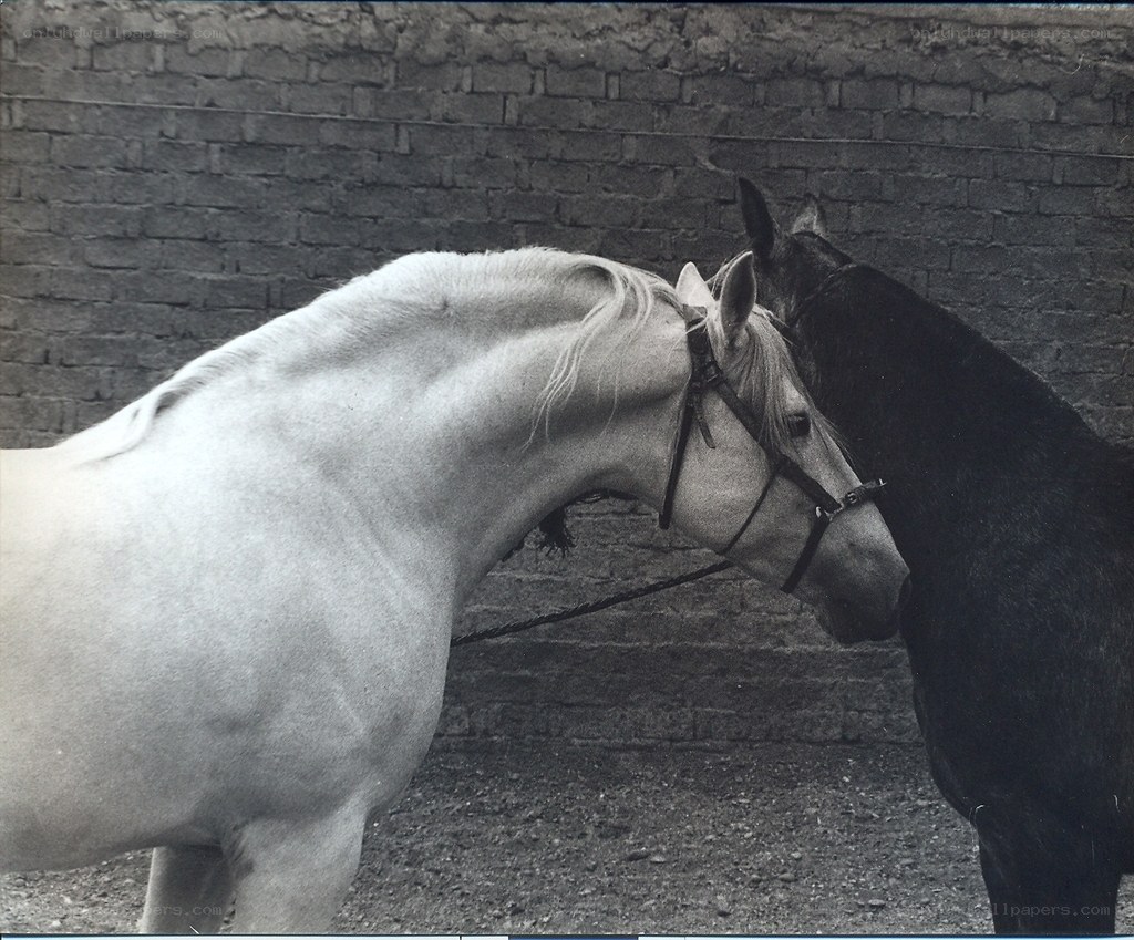 Two horses standing together