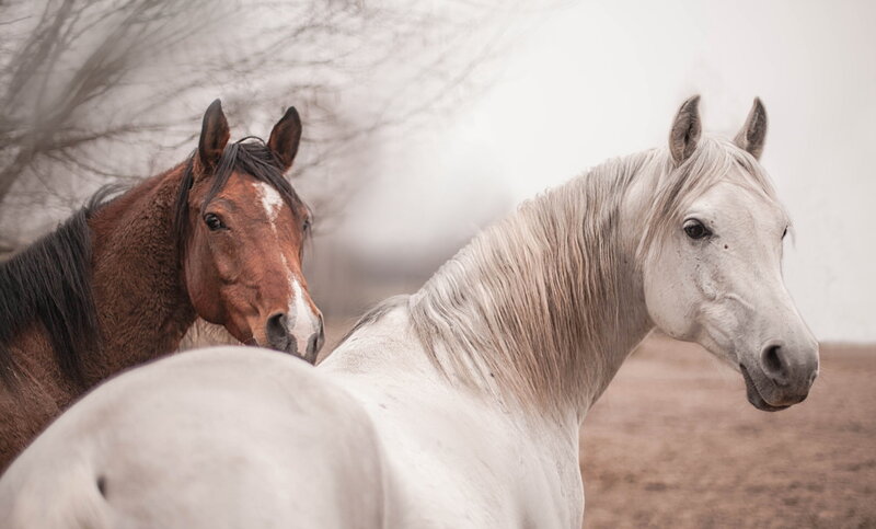Two Horses Standing — White, Calm, Photograph