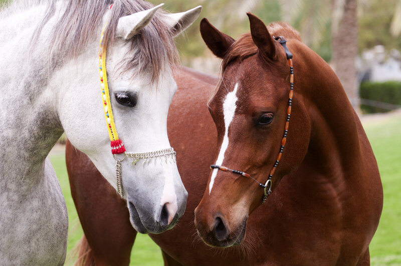 Two Horses Standing — White, Calm
