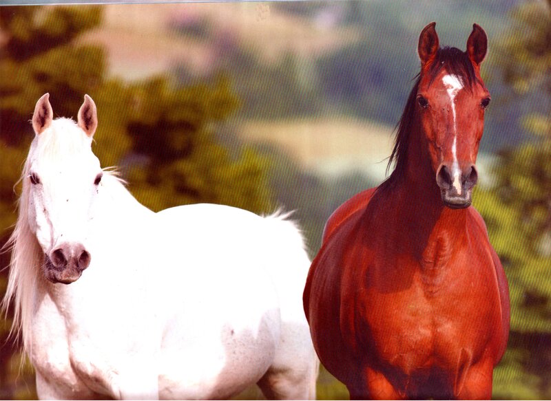 Two Horses Standing — White