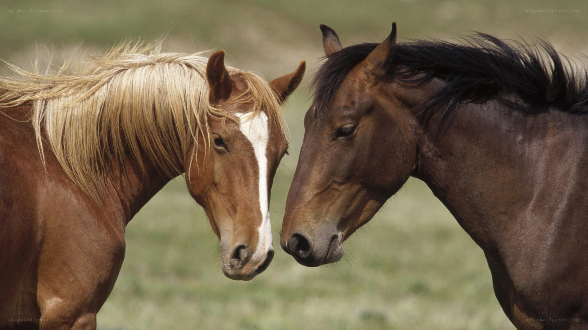 two horses touching heads