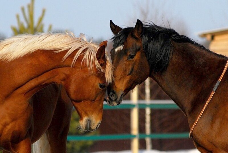 Two Horses Touching Heads — Brown