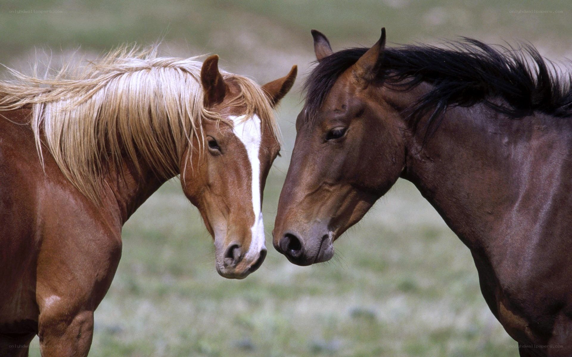 Two horses touching heads