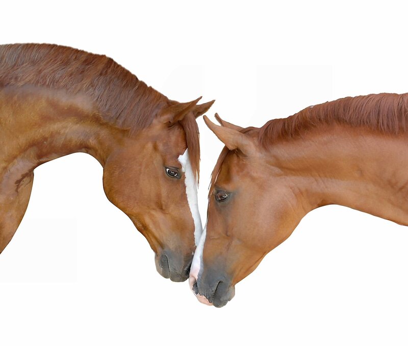two horses touching noses