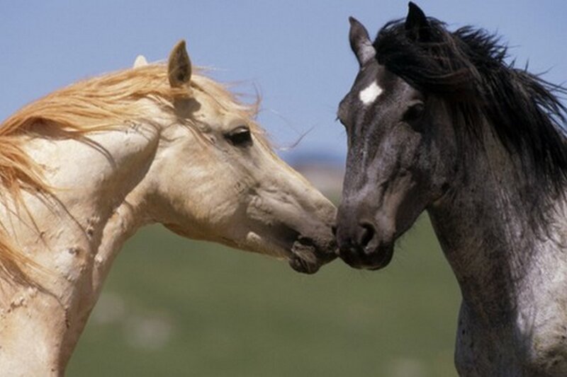Two Horses Touching Noses — Blue