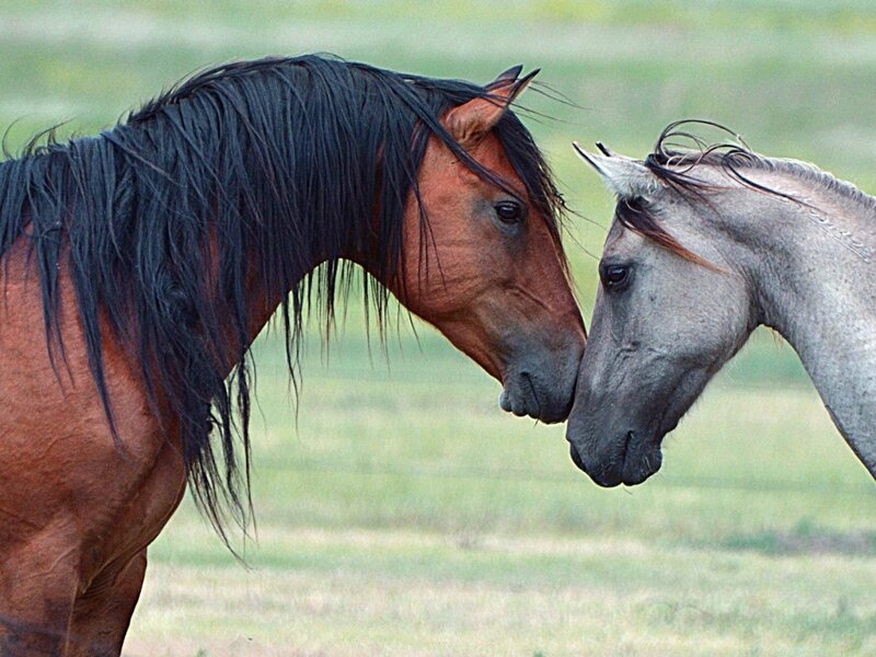 Two Horses Touching Noses — Brown, Calm, Afternoon, Photograph
