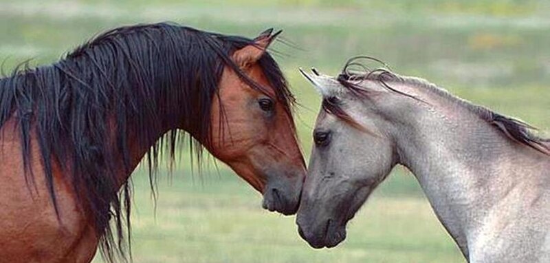 Two Horses Touching Noses — Brown, Calm, Afternoon