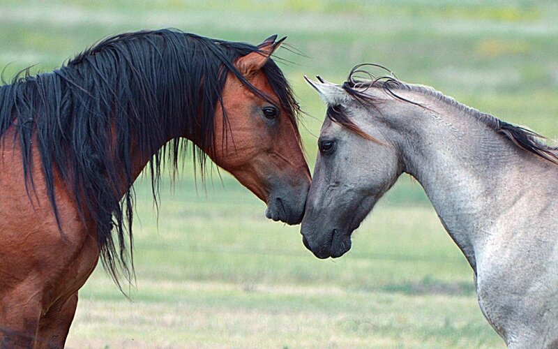Two Horses Touching Noses — Brown, Calm