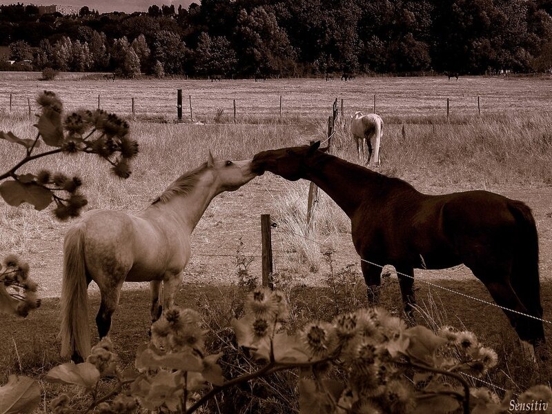 Two Horses Touching Noses — Brown