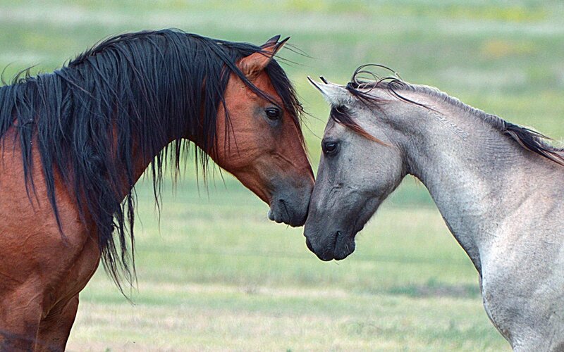 two horses touching noses