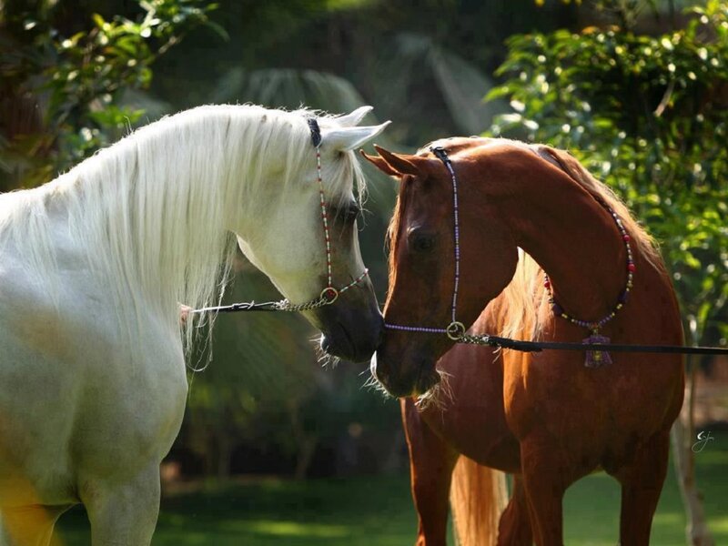 Two Horses Touching Noses — White, Serene