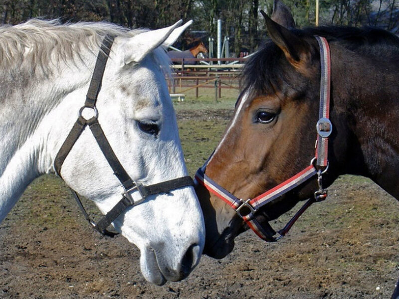 Two Horses Touching Noses — White