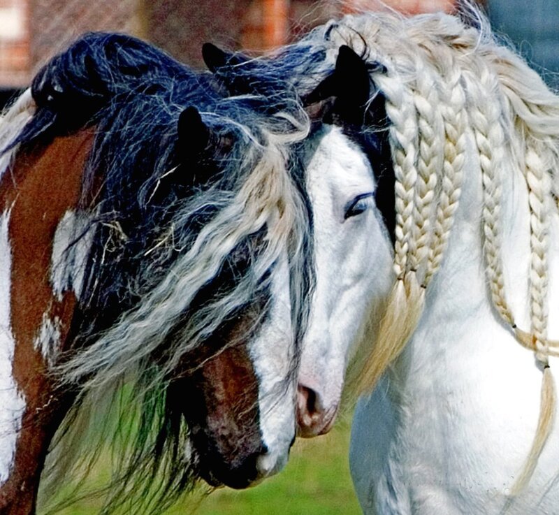 Two horses with braided manes