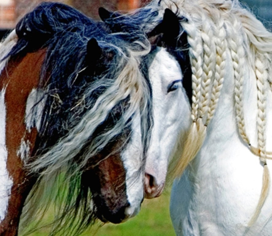 Two horses with braided manes