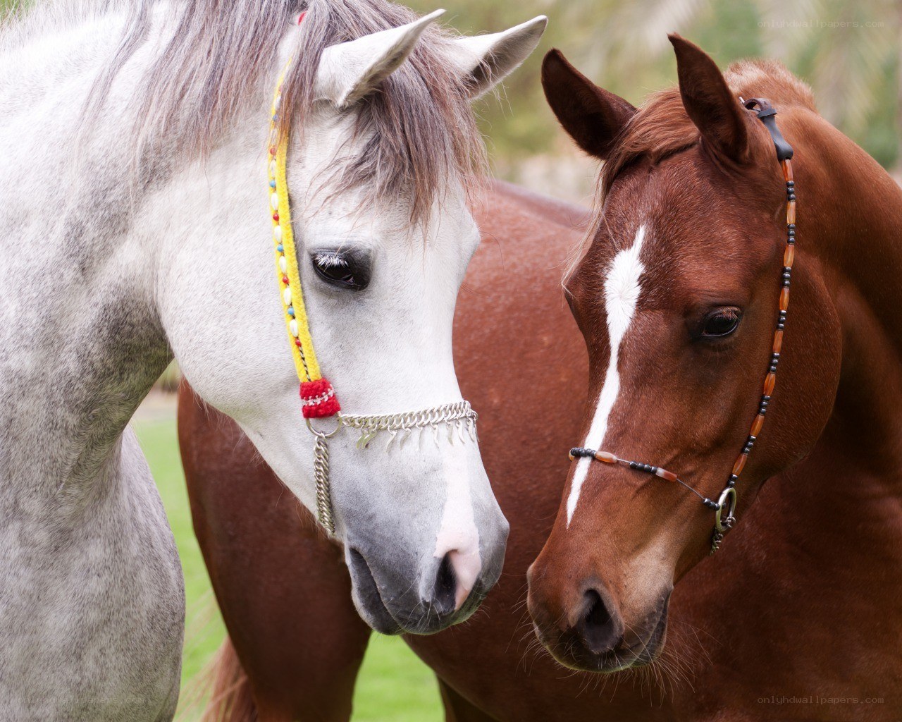 Two horses with decorative bridles