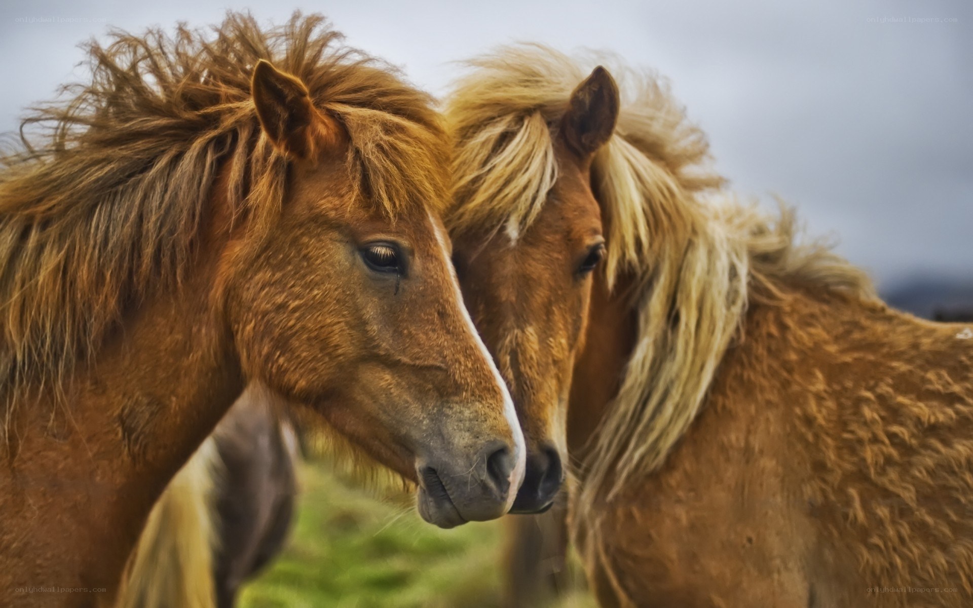 Two horses with flowing manes