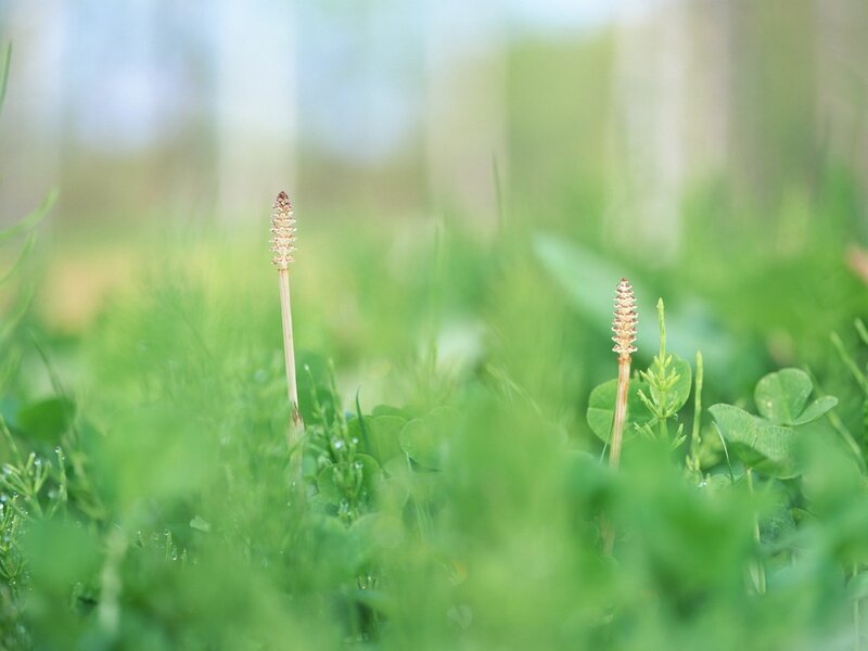 Two horsetail plants in grass