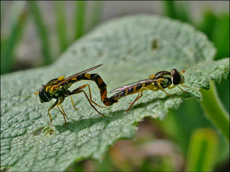 Two Hoverflies Mating — Green, Natural, Afternoon, Photograph
