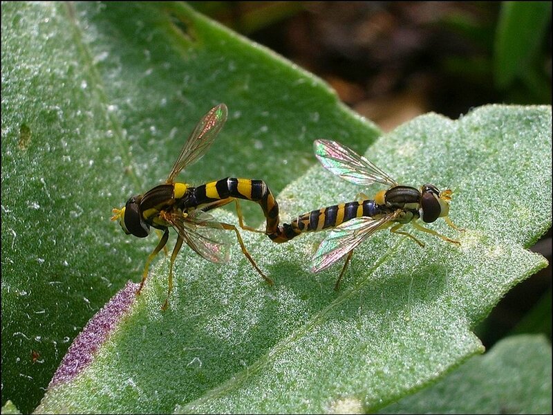 Two Hoverflies Mating — Green, Natural, Afternoon