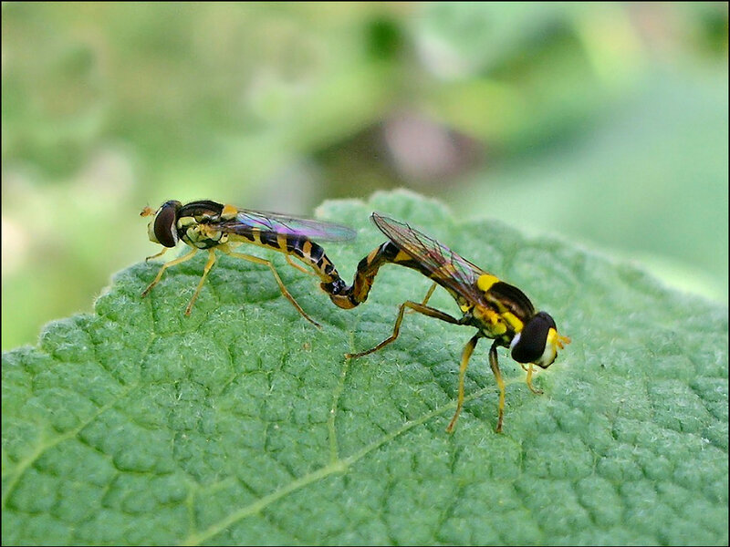 Two Hoverflies Mating — Green, Natural, Summer
