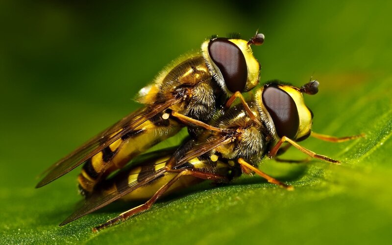 Two Hoverflies Mating — Green