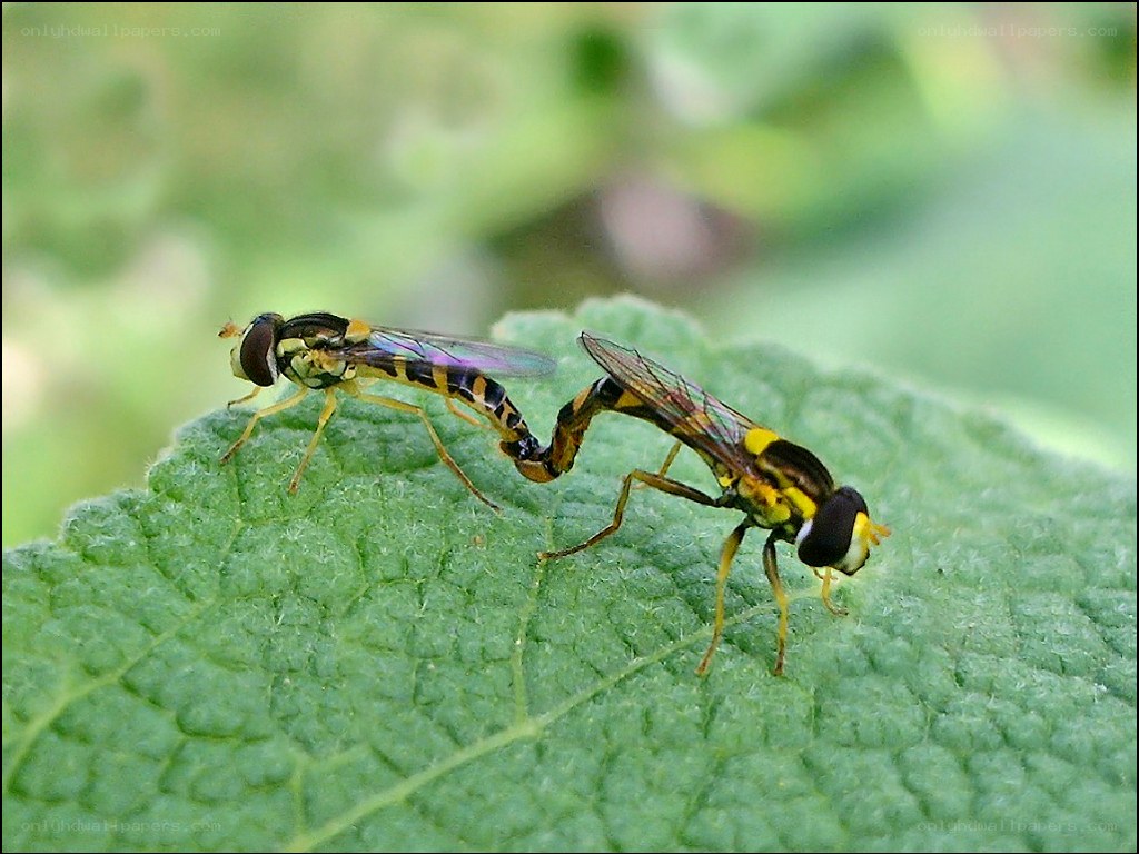 Two hoverflies mating on a leaf