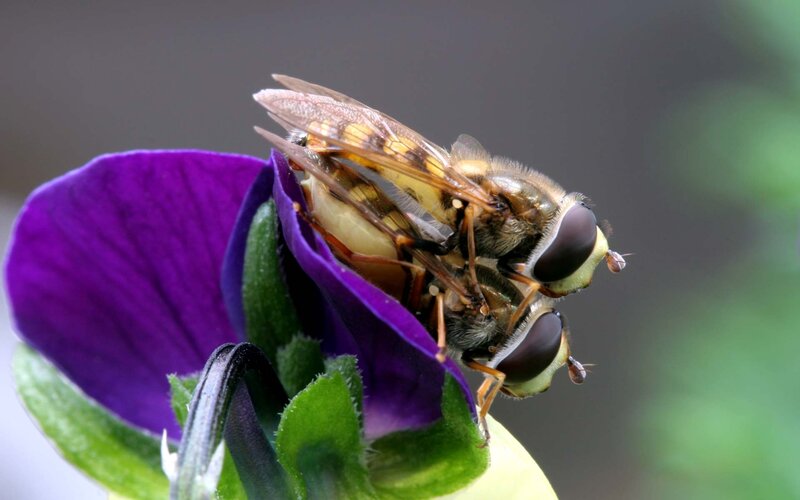 Two Hoverflies Mating — Purple, Natural