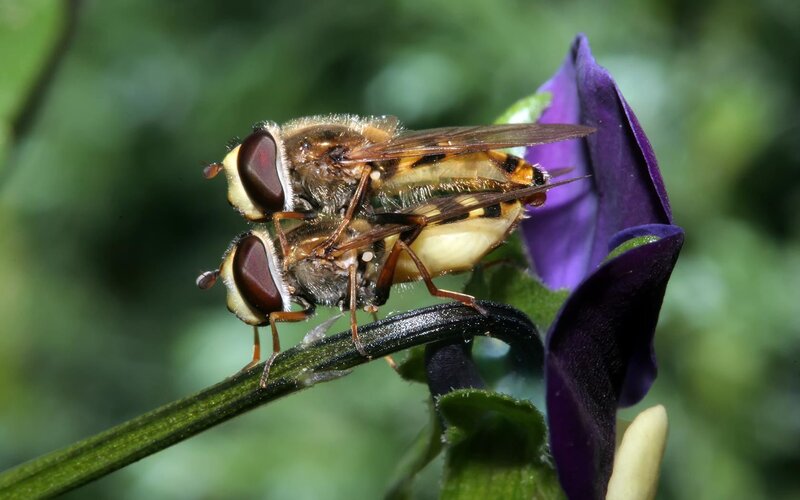 Two Hoverflies Mating — Purple