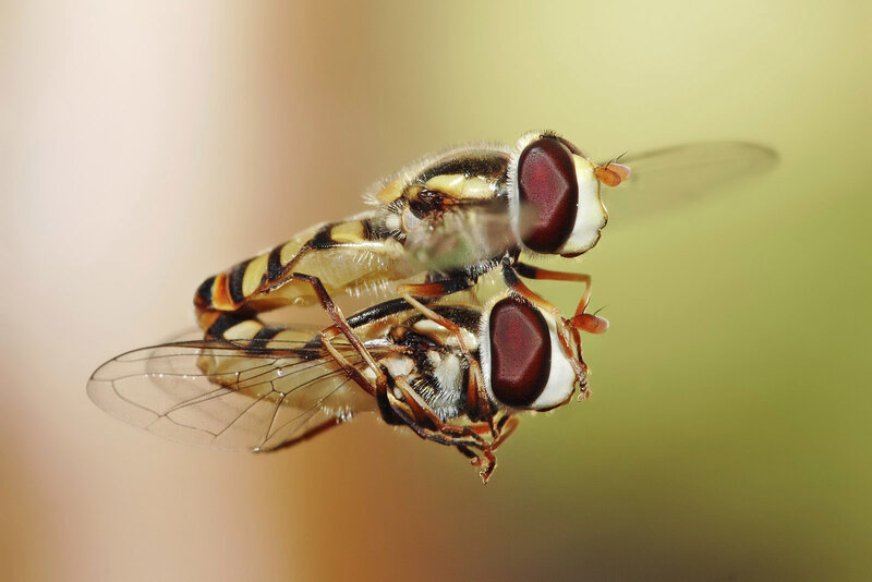 Two hoverflies mating