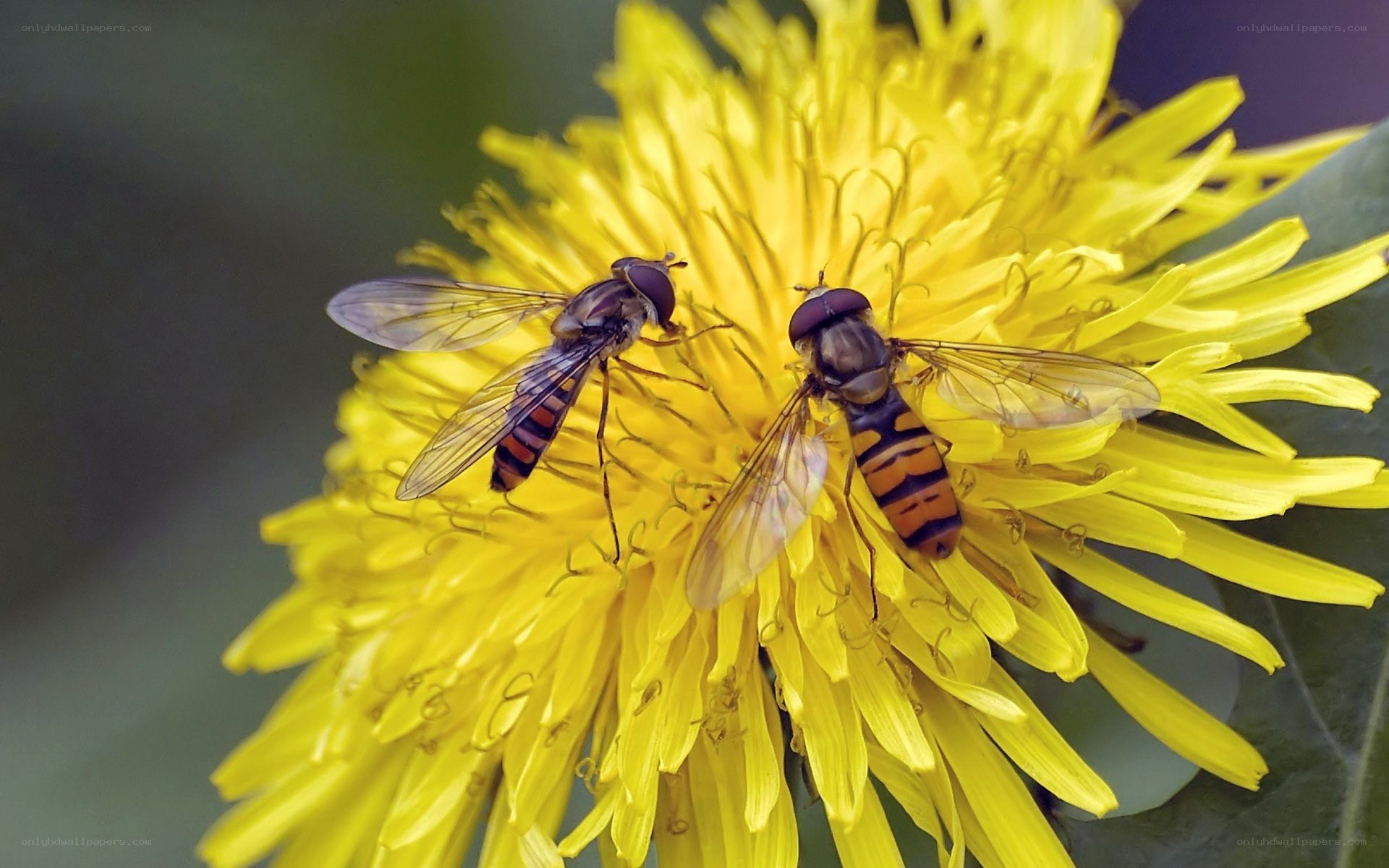 Two hoverflies on a dandelion