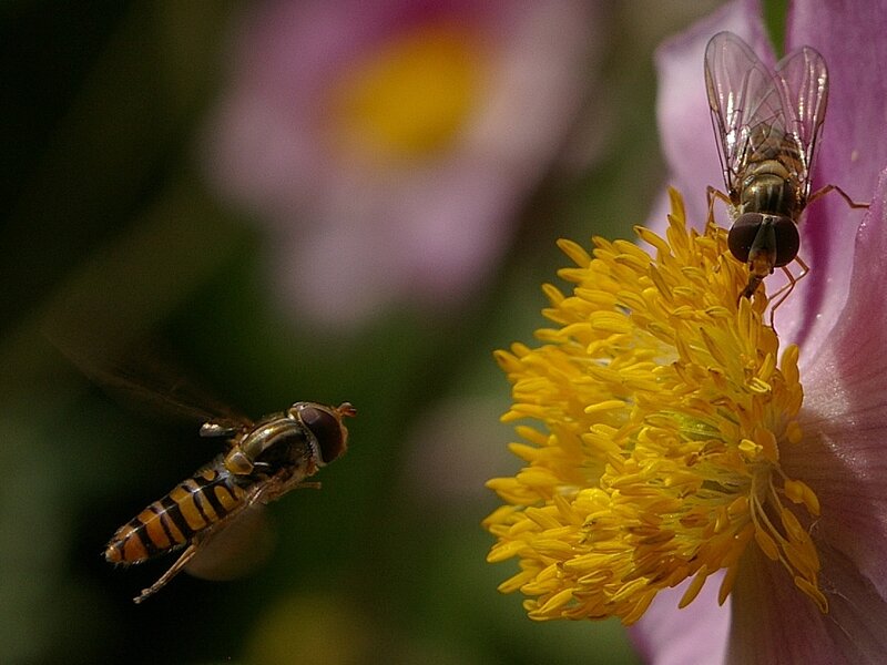 Two hoverflies on a flower