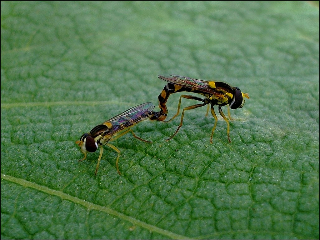 Two hoverflies on a leaf