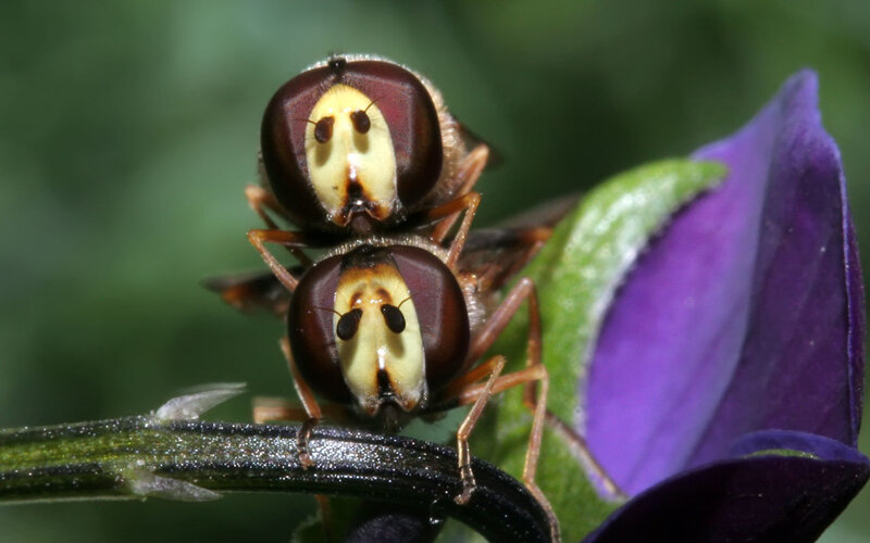 Two Hoverflies on Flower — Purple