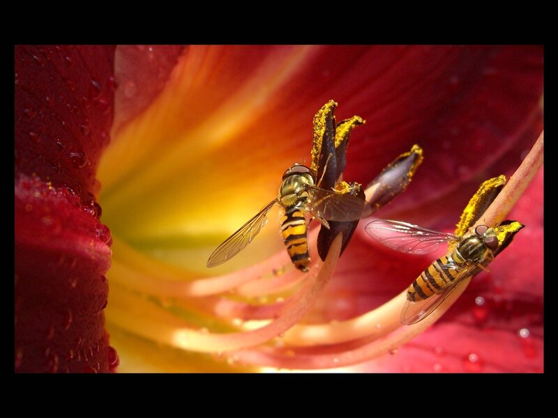 Two Hoverflies on Flower